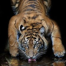 тигр 2