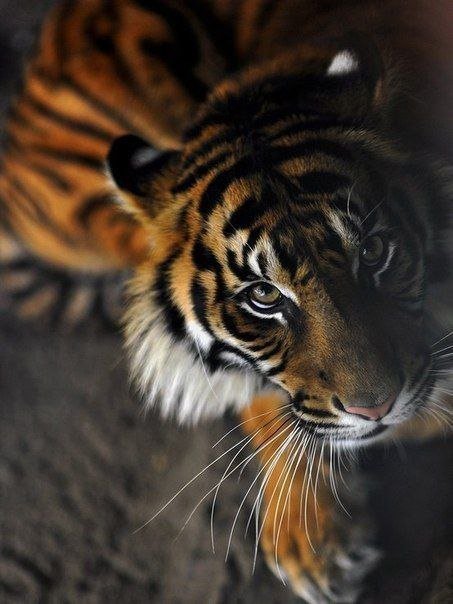 тигр 3 - животные - оригинал
