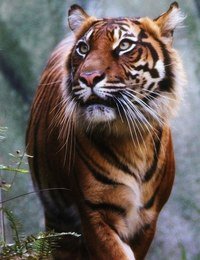тигр - животное, тигр, хищник, кошка - оригинал