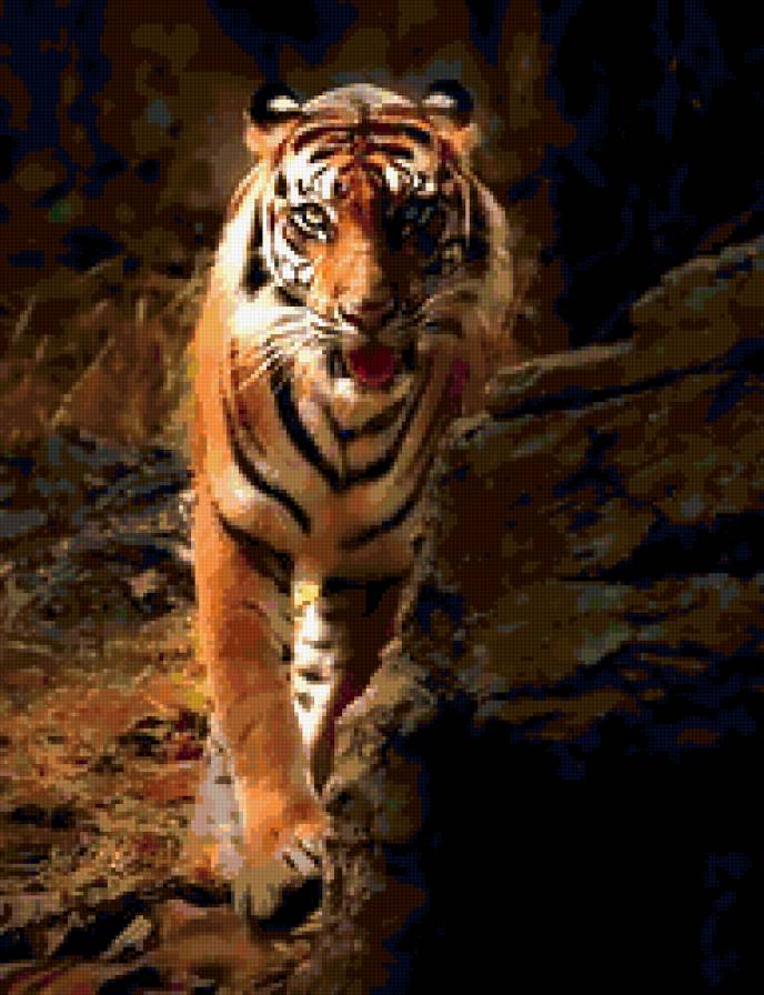 тигр - хищник, кошка, тигр, животное - предпросмотр