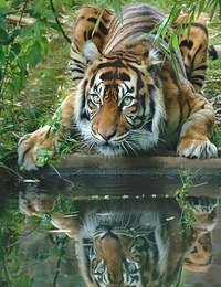 тигр - хищник, тигр, отражение, кошка, водопой, животное, вода - оригинал