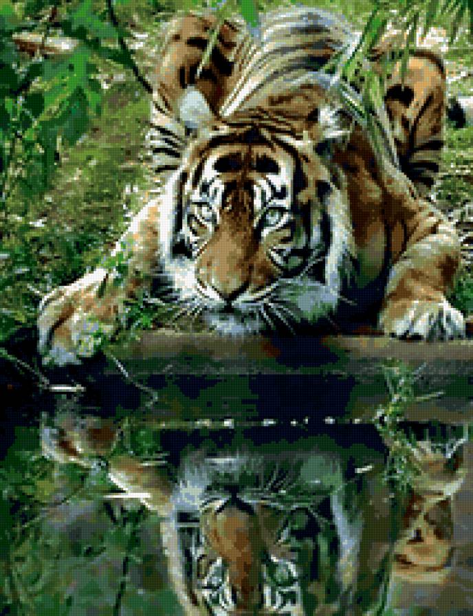 тигр - хищник, кошка, водопой, тигр, животное, отражение, вода - предпросмотр