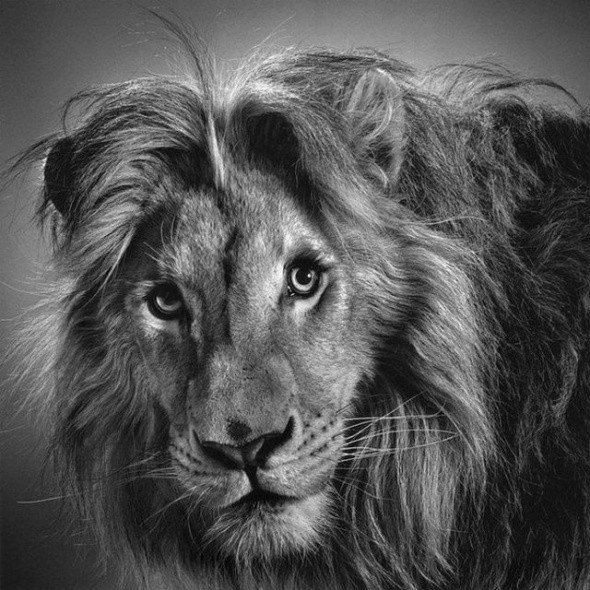 лев - животные - оригинал