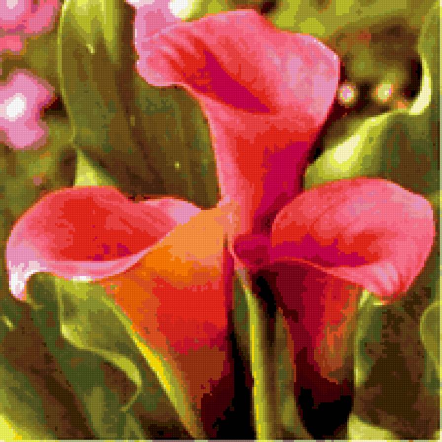 каллы - цветы - предпросмотр