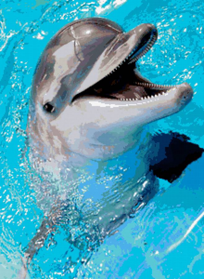 delfini - delfini, animals - предпросмотр