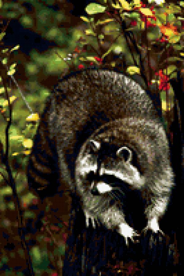 Енот - енот, raccoon - предпросмотр