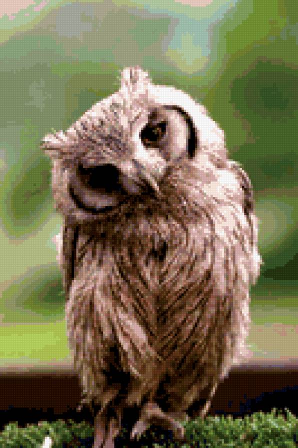Сова - сова, owl - предпросмотр