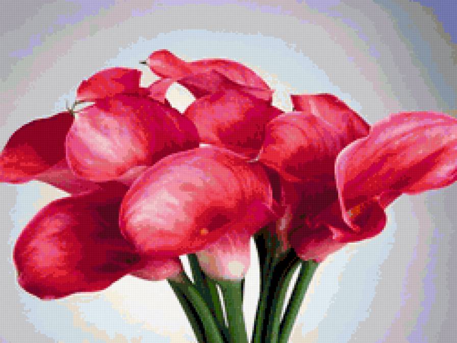 Каллы 3 - цветы - предпросмотр