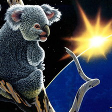 коалла