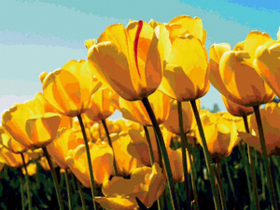 желтые тюльпаны - цветы - предпросмотр