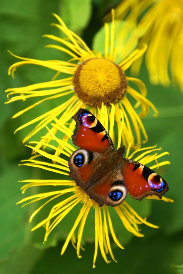 махагон - бабочка, пейзаж, природа - оригинал