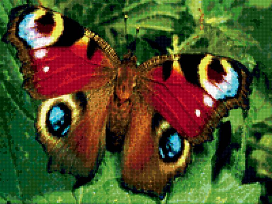 махагон - природа, бабочка - предпросмотр