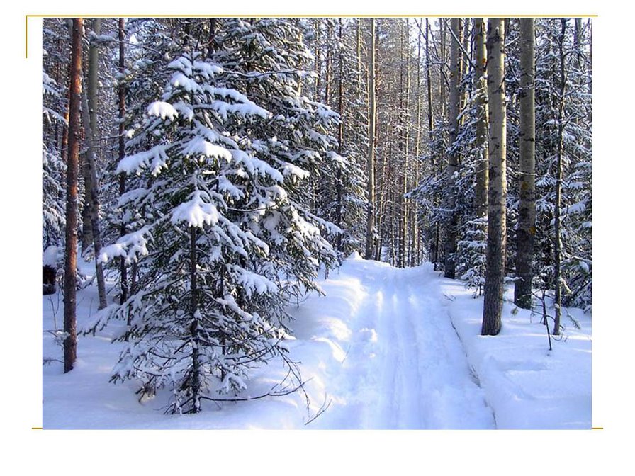 зимний лес - зима, пейзаж, природа, лес - оригинал