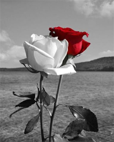 Две розы - белое, цветы, красное, розы, пара - оригинал