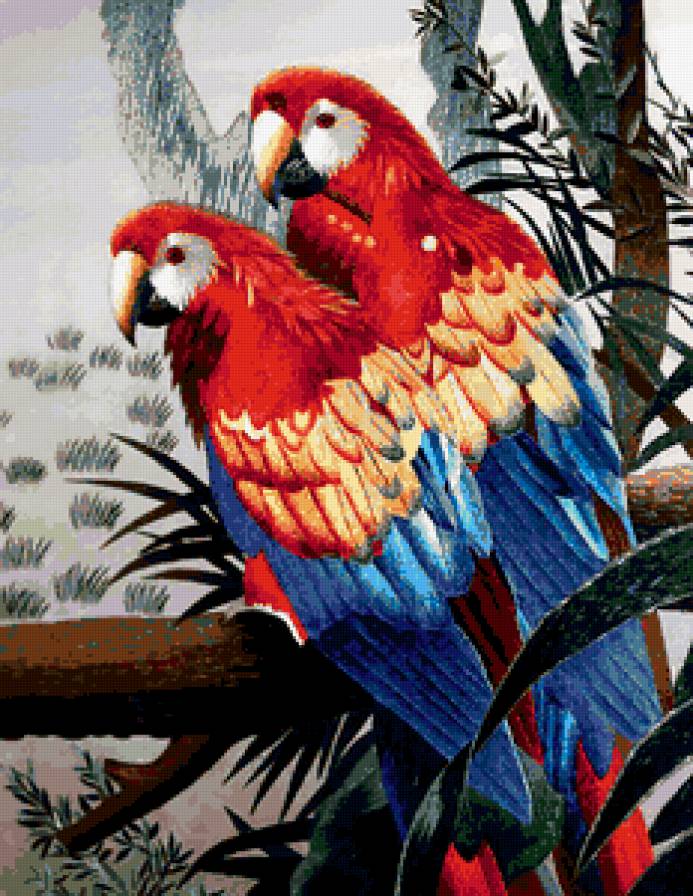 попугаи - птицы - предпросмотр