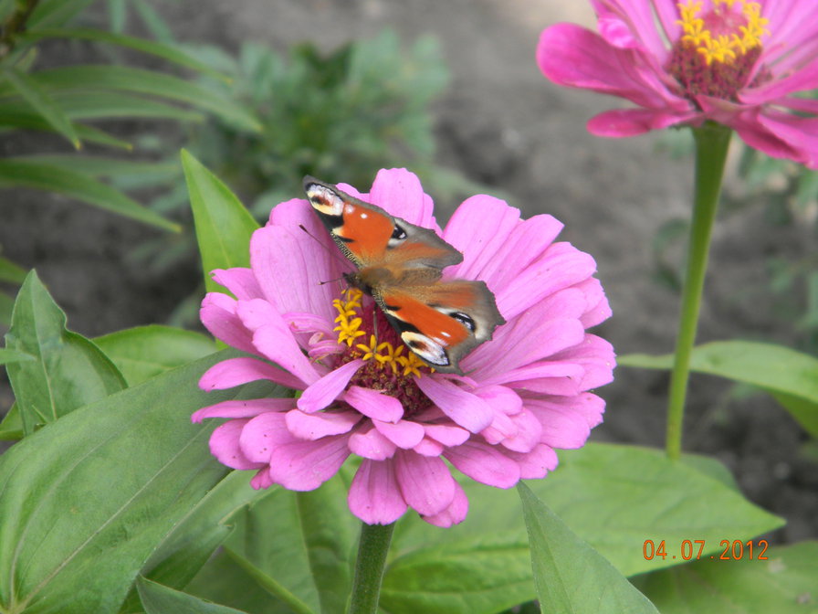 цветок и бабочка - природа - оригинал