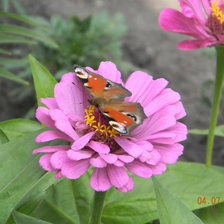 цветок и бабочка