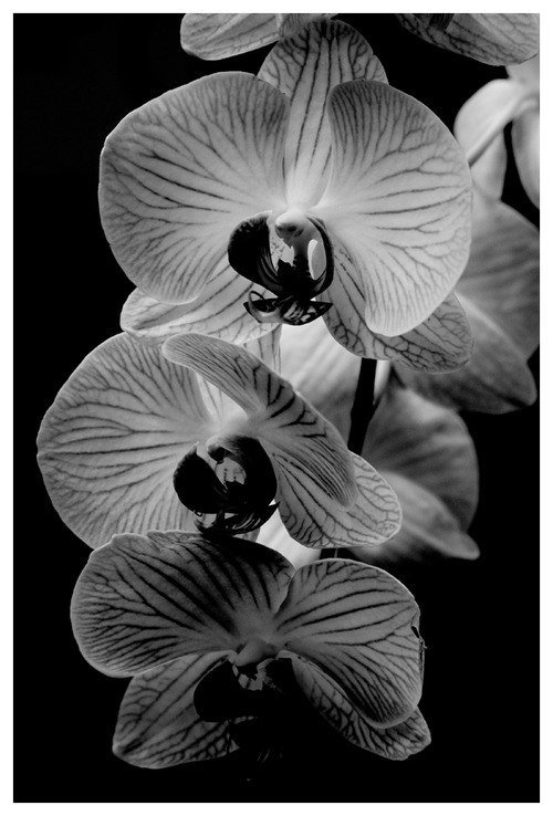 Черные орхидеи - черное, цветы, орхидея - оригинал
