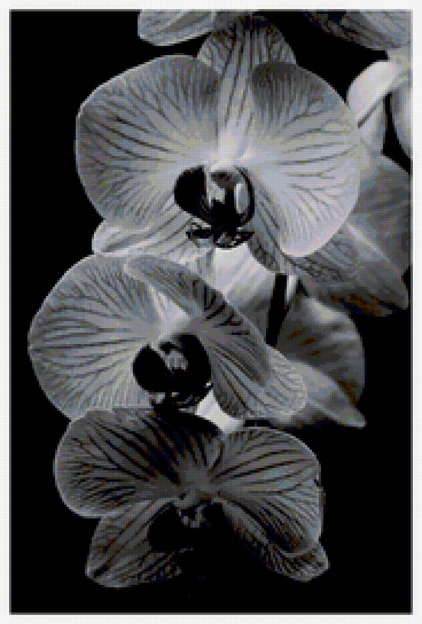Черные орхидеи - черное, орхидея, цветы - предпросмотр