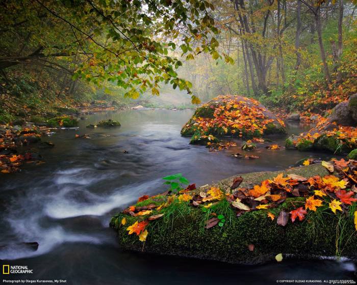 Осенний лес - лес, пейзаж, осень - оригинал