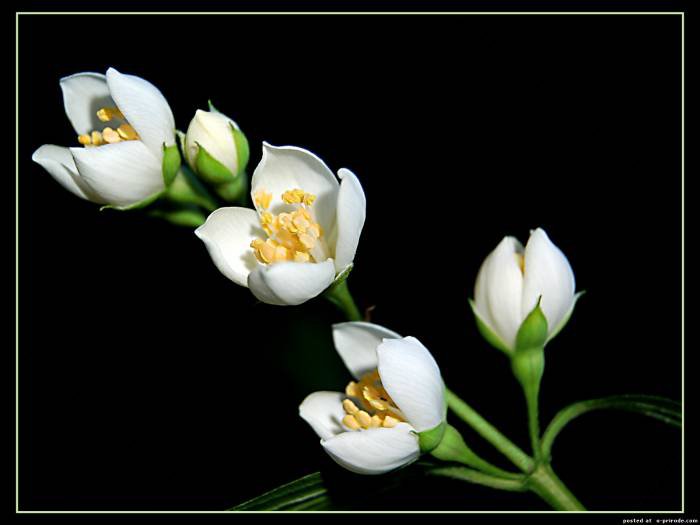 Нежные белые цветы - белые цветы, цветы - оригинал