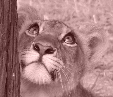 львенок2 - животные, хищники - оригинал