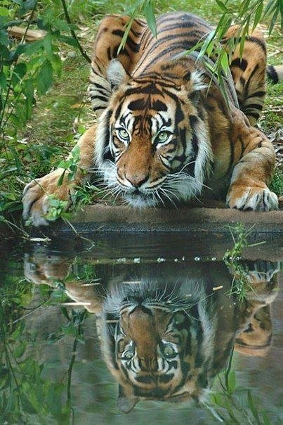 тигр 4 - животные - оригинал