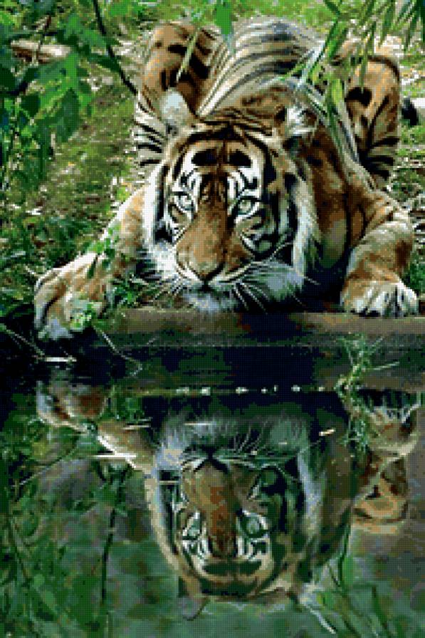 тигр 4 - животные - предпросмотр