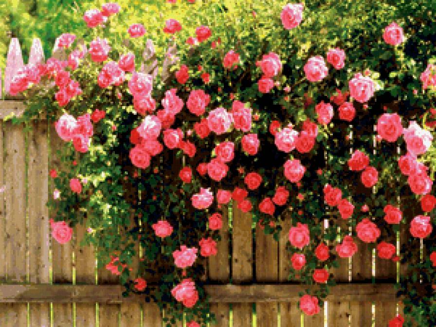 Кустовые розы на заборе - предпросмотр