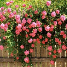 Схема вышивки «Кустовые розы на заборе»