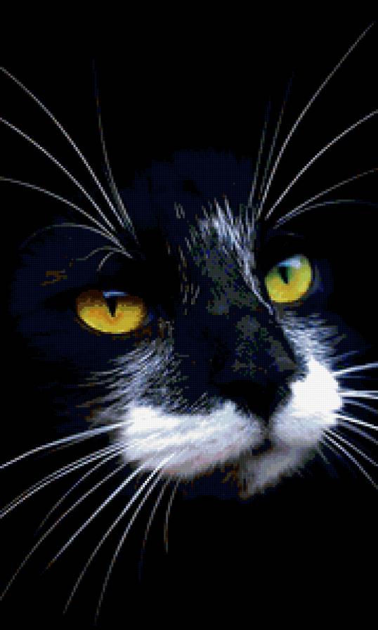 Черная кошка - предпросмотр