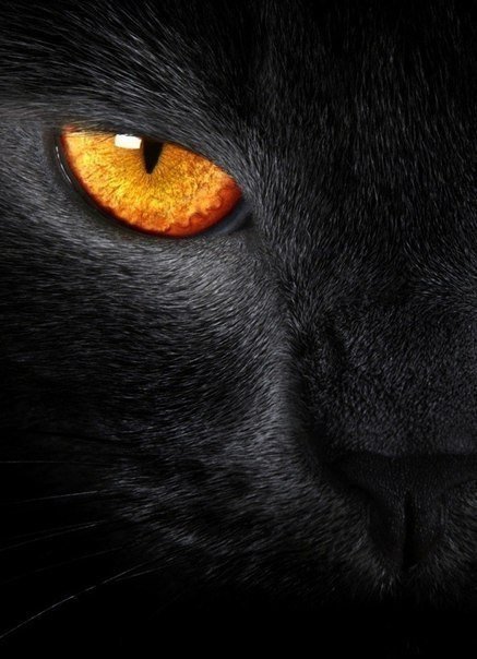Черная кошка - глаза, кошка, кот - оригинал