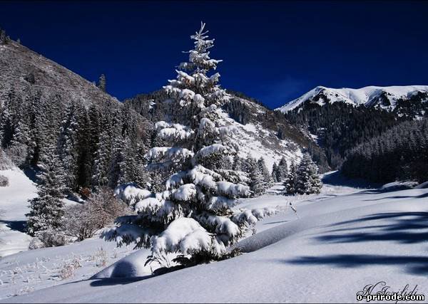 Зимний пейзаж - зима, елка, ель, снег, зимний пейзаж, природа - оригинал