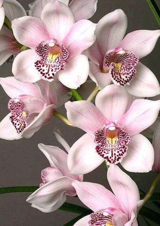Нежная орхидея - розовый, орхидея, цветы, нежность - оригинал