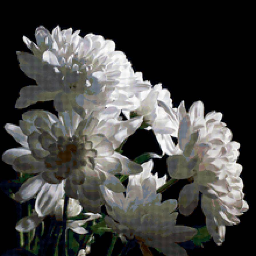 Белые хризантемы - цветы хризантемы - предпросмотр