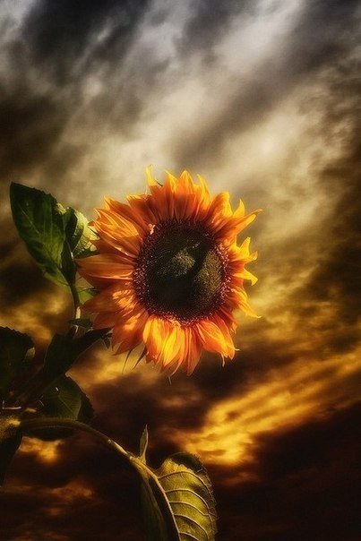 подсолнух - цветы, закат, солнечный свет - оригинал