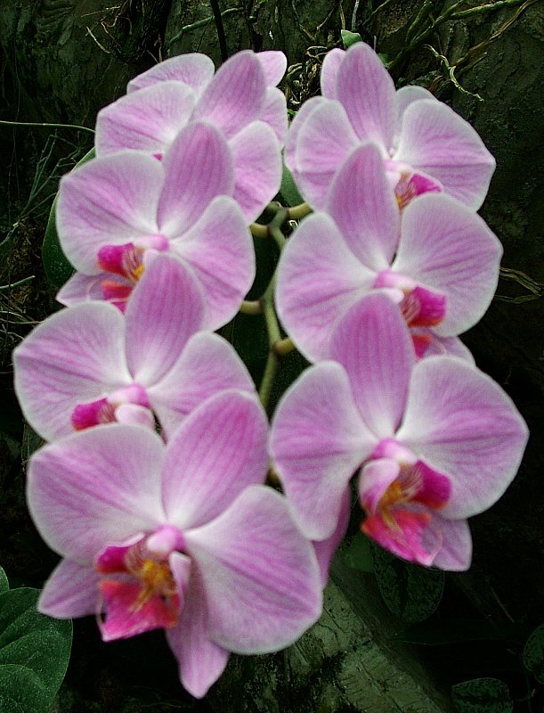 Орхидея - фаленопсис, орхидея - оригинал