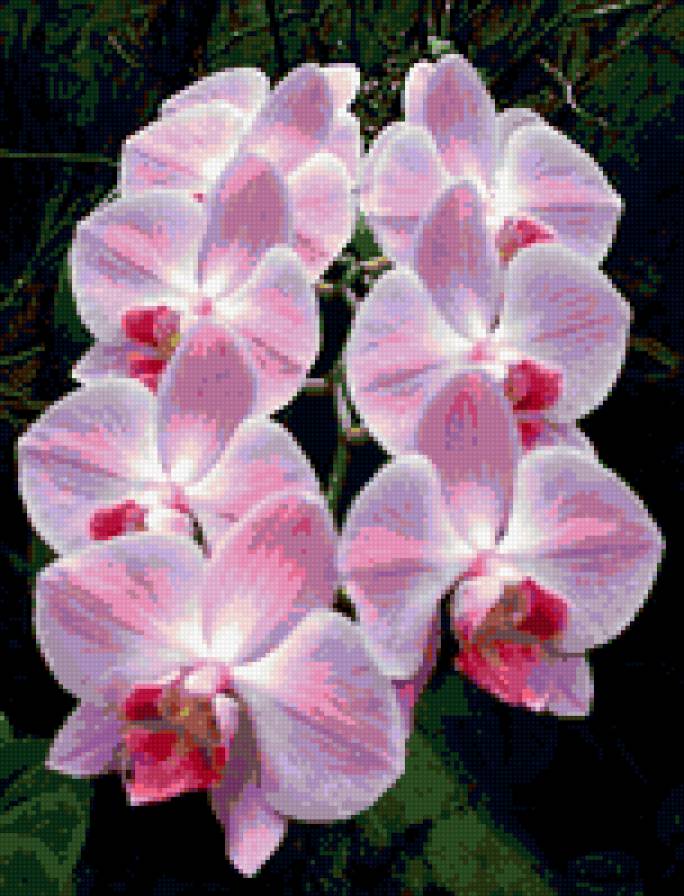 Орхидея - орхидея, фаленопсис - предпросмотр