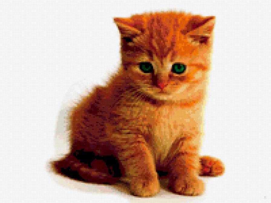 рыжий котёнок - предпросмотр