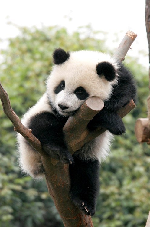 Панда - животные, панла - оригинал