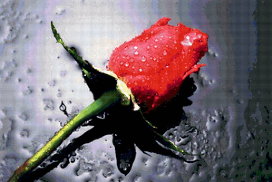 Цветок любви - роза, цветы - предпросмотр
