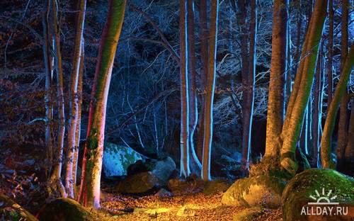 ночь в лесу - пейзаж, ночь, лес, природа - оригинал