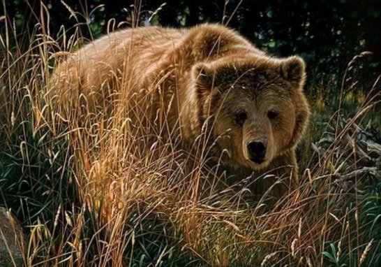 Медведь в травке - пушистик, животные, медведь - оригинал