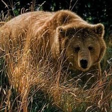 Медведь в травке