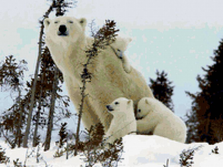 медведица с медвежатами - белые медведи, звери, медвежата, медведица - предпросмотр