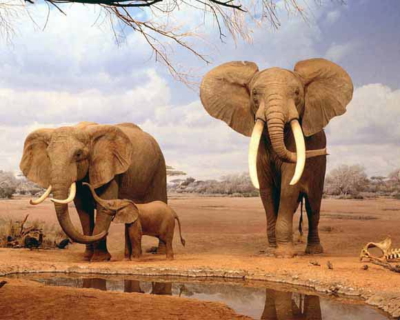 Слоны - животные - оригинал