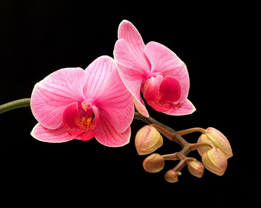 Орхидейка - цветы, орхидея - оригинал