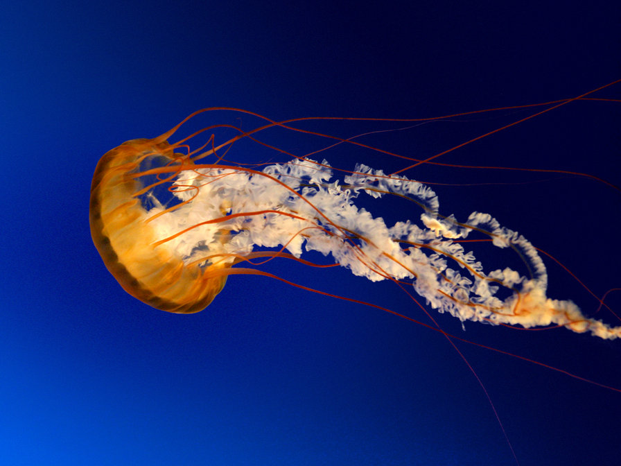 медуза - природа, море - оригинал