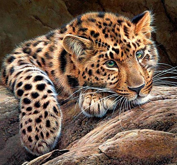 Леопард - животные - оригинал