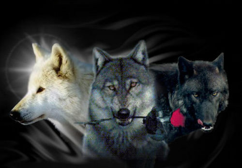 волки - на темном, дикие животные, волки.роза - оригинал